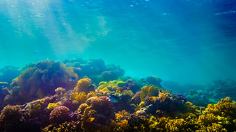 corail